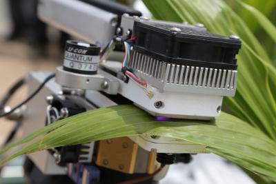 Measuring photosynthesis on an oil palm leaf in Indonesia © A. Rival, CIRAD