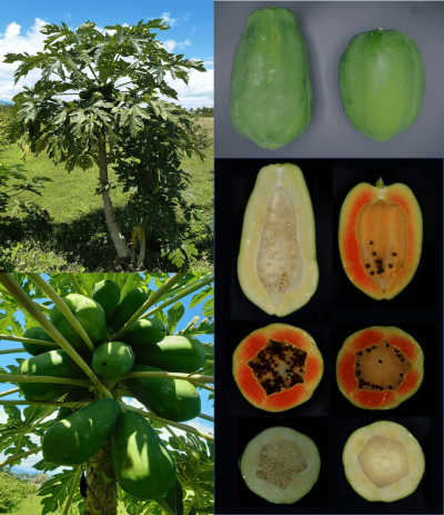 La nouvelle variété de papayer créée par le Cirad, qui reste à décrire