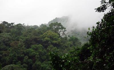 Dense rainforest, southwestern Cameroon. (© C. Doumenge/CIRAD)
