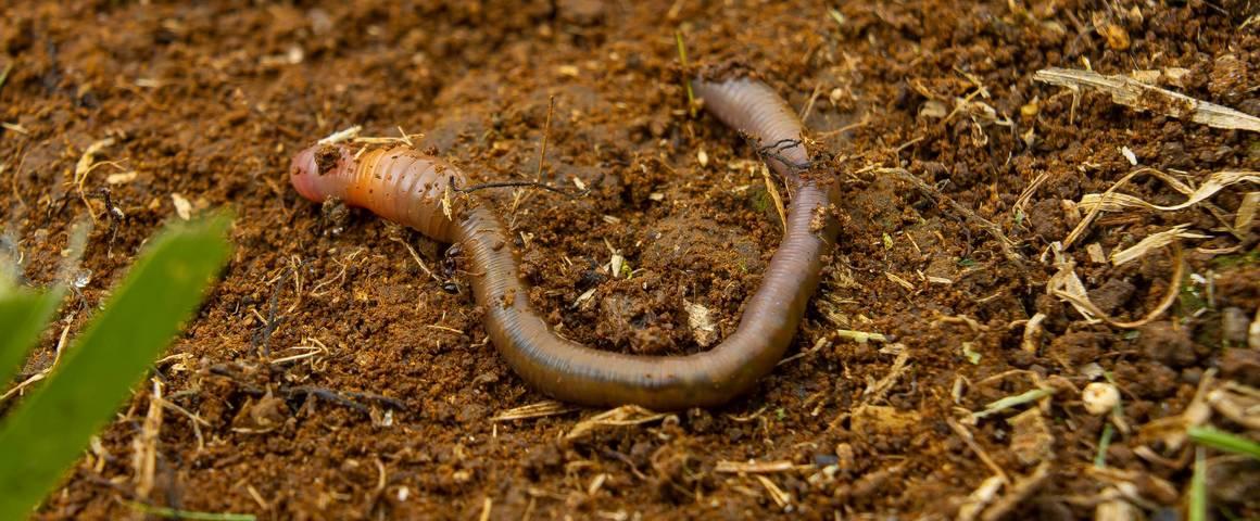 Chlordecone in Martinique: very high contamination levels in earthworms ...