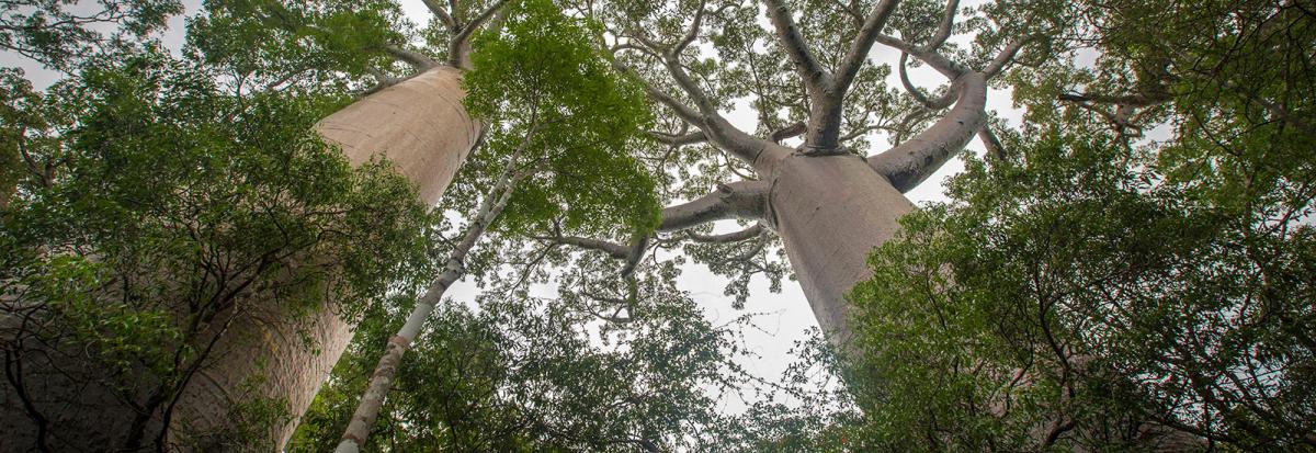 CTRE COOP INTERNAT RECHERCHE AGRO DEV (CIRAD) logo