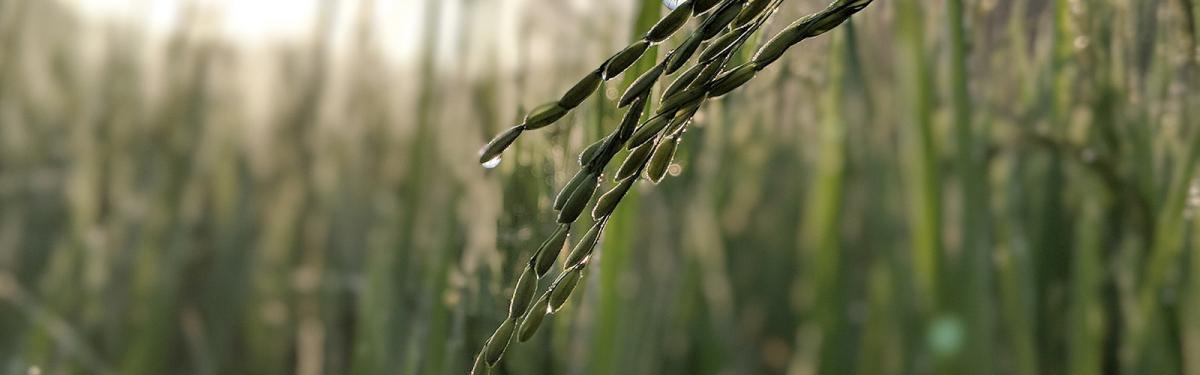 E Riz Riz - Contexte et enjeux | Cirad
