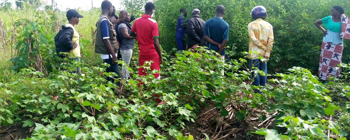 Au Bénin, la transition agroécologique des zones cotonnières prend de l’envergure