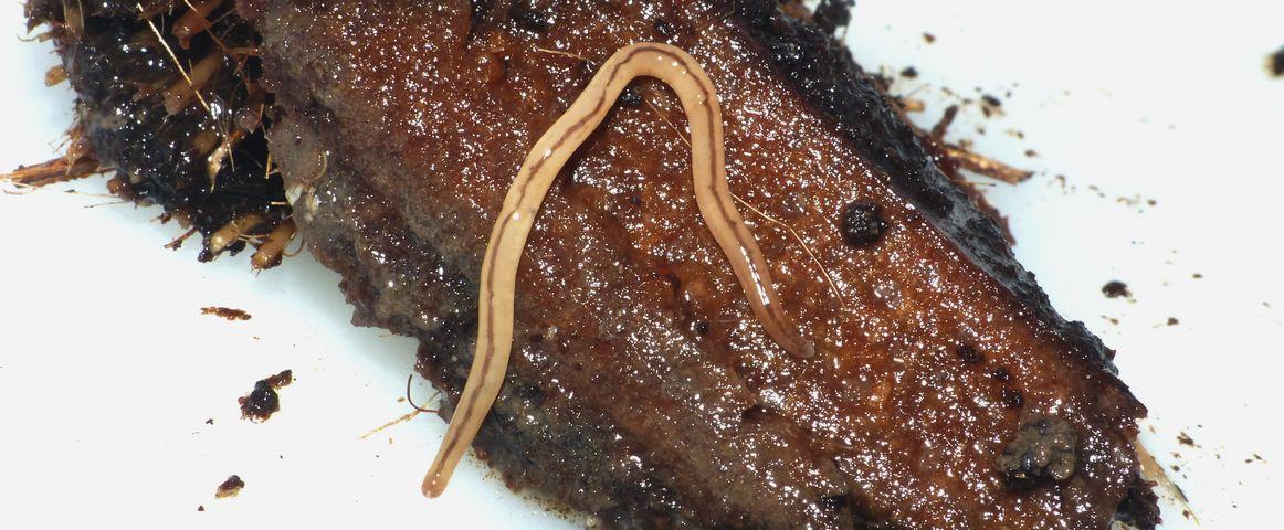 Research vs the unknown: the grey areas surrounding a worm discovered ...