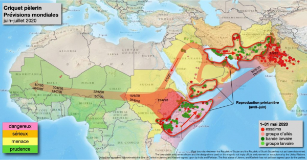 Carte prévisionnelle de l’avancée des criquets pèlerin pour la période jusqu’en juillet 2020 fournie par l’observatoire acridien de l’Organisation des Nations Unies pour l’alimentation et l’agriculture (FAO) le 4 juin 2020
