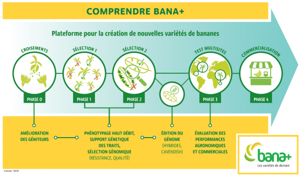 BANAPLUS - SCHEMA - processus pour une nouvelle variété