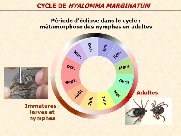 Cycle de Hyalomma marginatum, la tique à pattes rayées