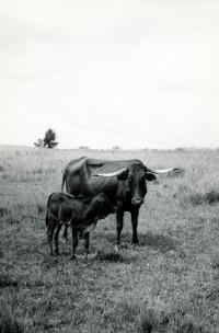 Vache afrikaneer pure, importée d’Afrique du Sud en 1949. Noter les cornes particulières