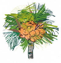 Illustration filière cocotier. © Delphine Guard-Lavastre, Cirad