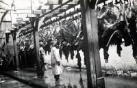 Des installations modernes se développent : abattoir