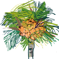 Coconut value chain illustration &copy; Delphine Guard-Lavastre, CIRAD