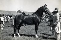 Les plus beaux animaux sont montrés avec fierté dans les concours. Chalopart est le nom de celui-ci.