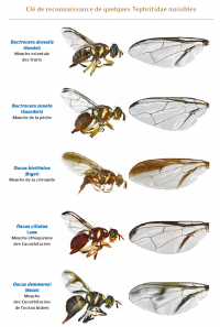 Tiphritidae nuisibles