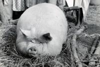 A Majunga un impressionnant porc à l’engraissement