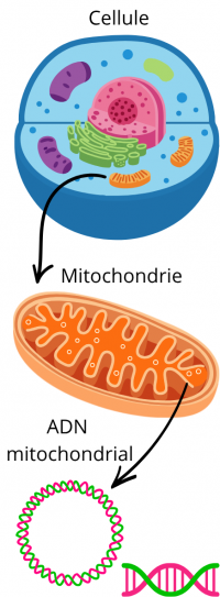 ADN mitochondrial