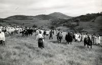 En 1939, image classique des Hauts Plateaux, un marché aux bœufs à Ambatomanga