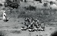 Les oies, met de choix pour la période des fêtes