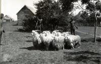Des chèvres Mohair, dans le grand Sud