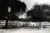 Dans la région de Tuléar, une autrucherie construite en 1936