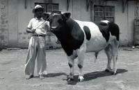 « Juillet », taureau hollandais de 2ans et demi, 650 kilos, né à Madagascar