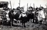 Un magnifique bœuf de fosse dont la bosse est rehaussée d’un collier de citrons pour la présentation au concours d’animaux