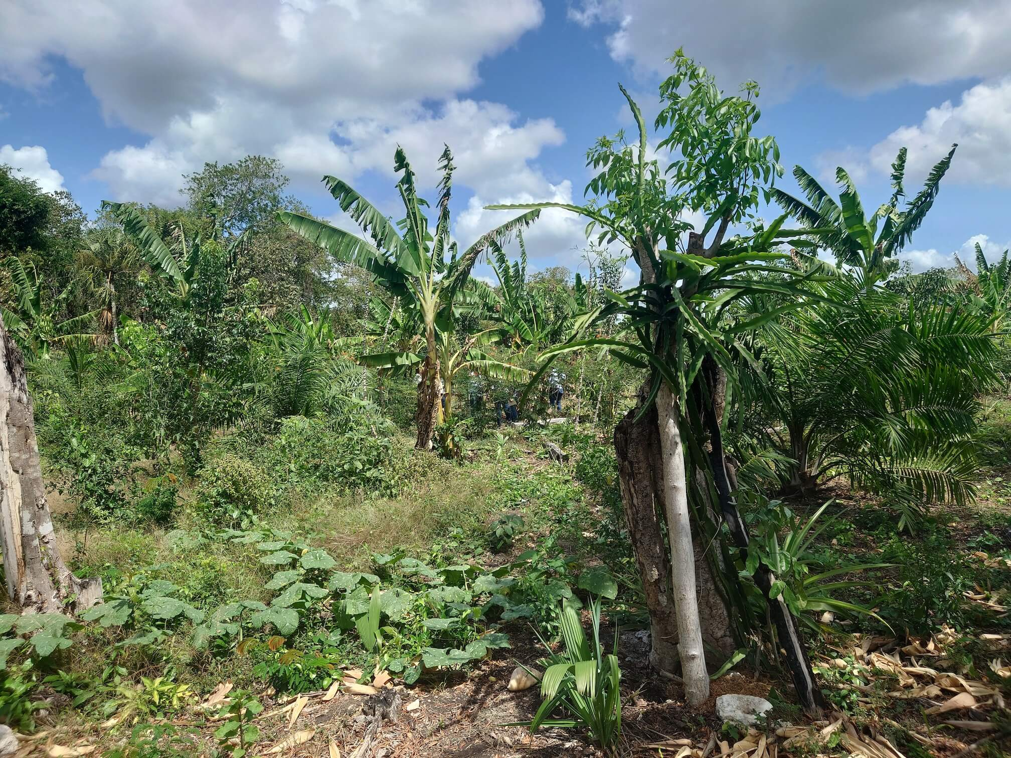 Finca optipalmex marzo 6
