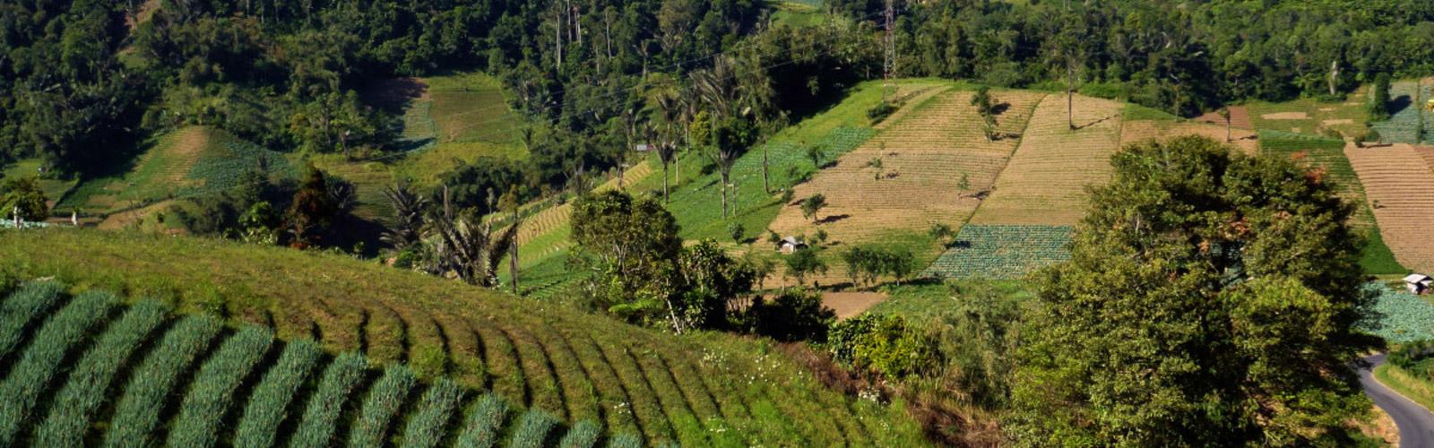 Cultivation on the slopes of Empung volcano in Sulawesi.  B. Locatelli © CIRAD