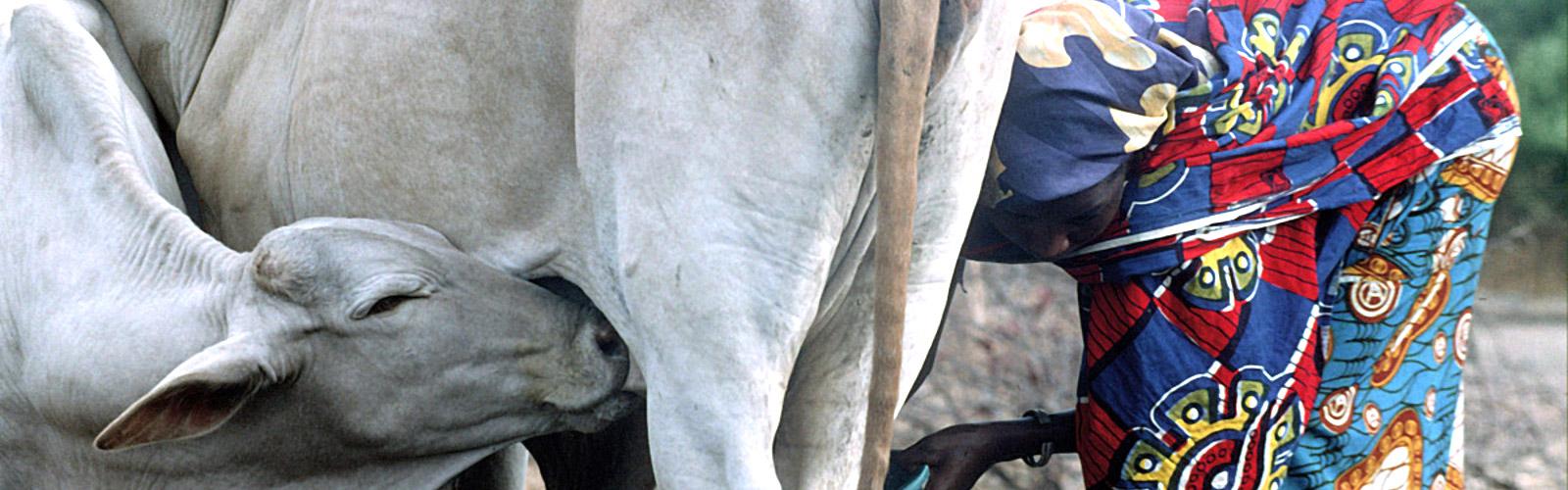 Milking a zebu in Nigeria B. Faye © CIRAD