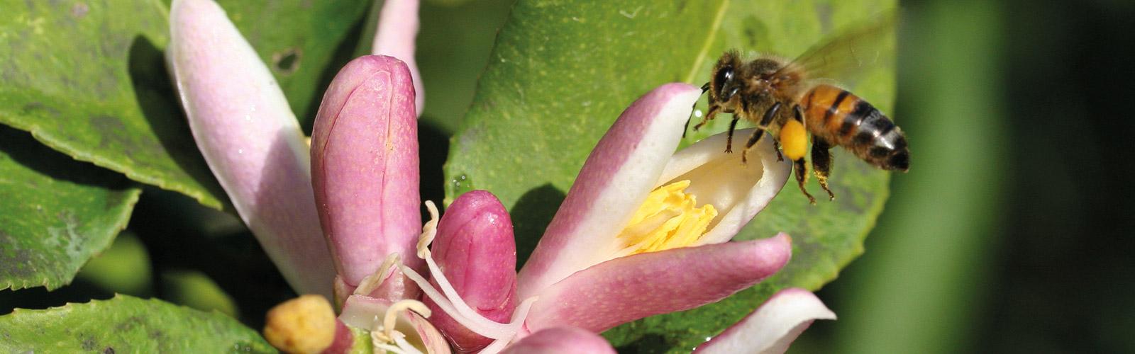 Bee on a citron flower, Guadeloupe. D. Bazille © CIRAD