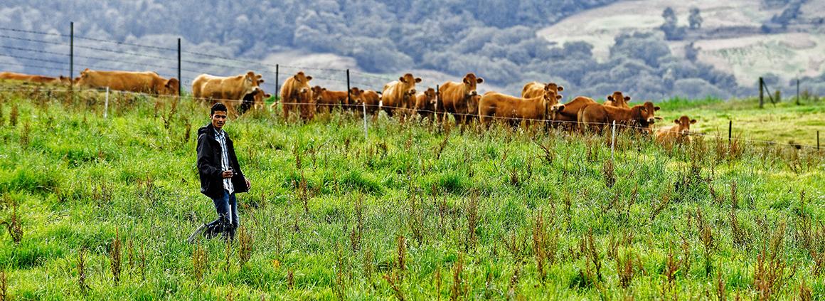 troupeau vaches a la reunion