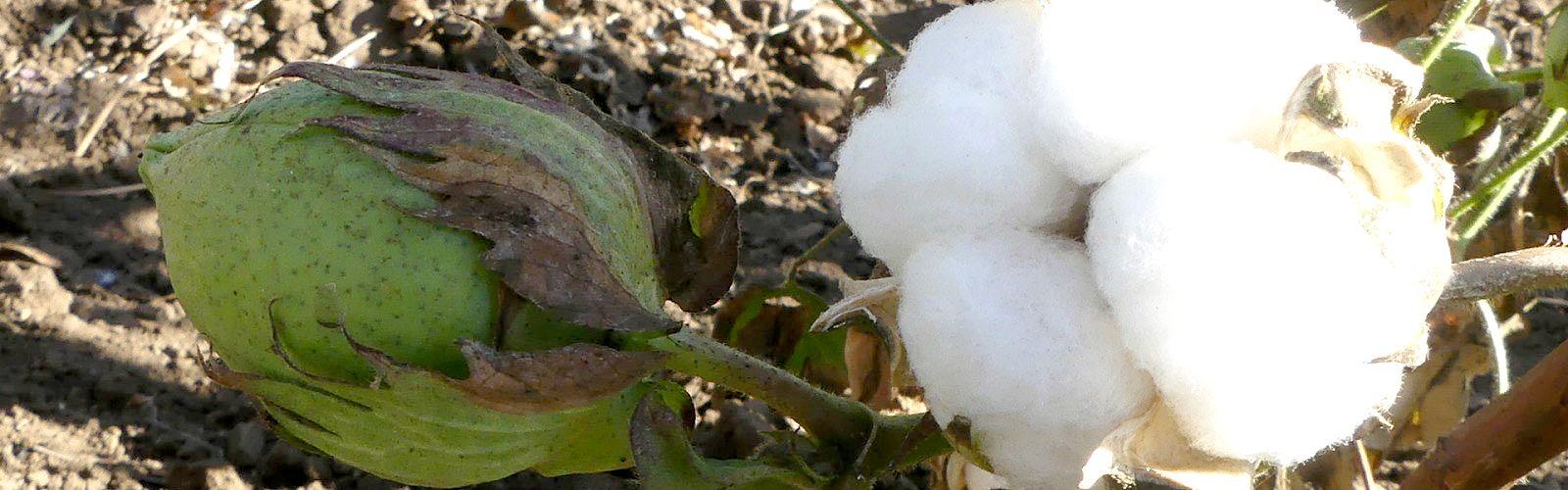 Ripe cotton boll (Madagascar) B. Bachelier © CIRAD