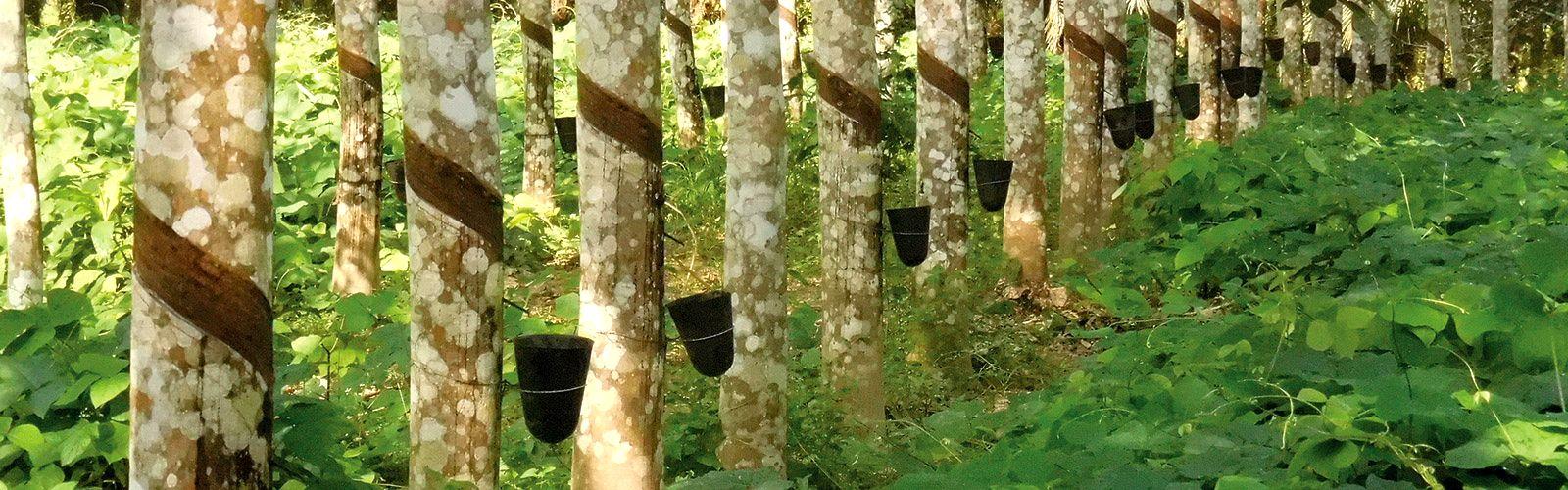 Collecting latex from rubber trees © V. Le Guen, CIRAD
