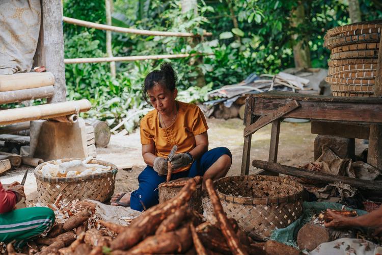 Indonesian local cassava farmers, from Cirendeu village, cassava harvesting processes, cleaning the cassava skin. © Dimas Febriand, Adobe stock.