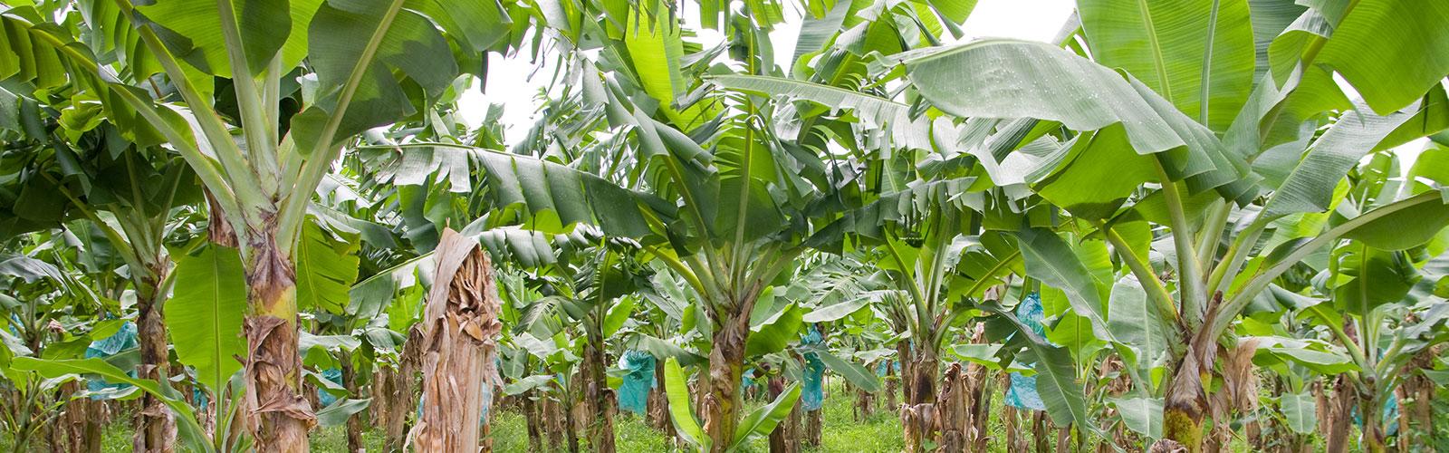Banana plantation © Marylène, Adobe Stock