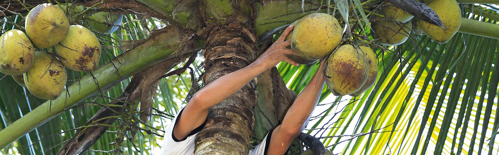 Récolte de noix de Coco, Ile de Java, Indonésie. A. Rival © Cirad